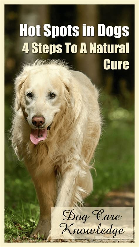 Hot Spots In Dogs 4 Steps To A Cure