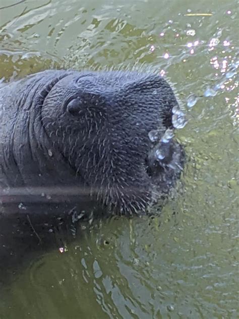 Add manatee to one of your lists below, or create a new one. 06/20/2019 | Local Manatee Sightings Unusual, But They Do ...