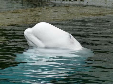 Beluga Whale Wallpaper 47 Pictures