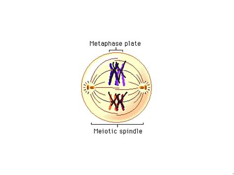 Metaphase 1 Science Biology Mitosis And Meiosis Showme