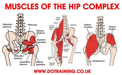 The psoas muscle is the one muscle that causes most lower back and hip pain. Pin on Exercise