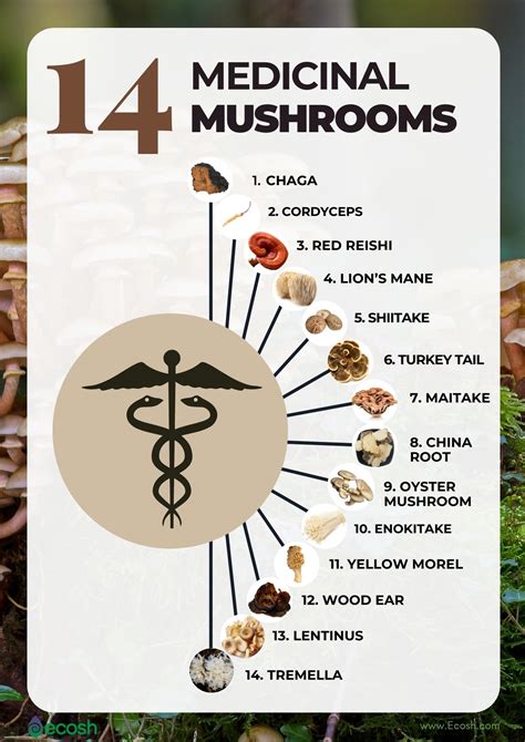 Nutrients In Mushrooms