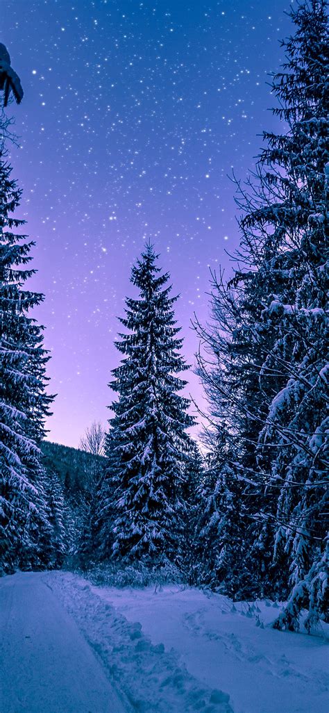 Free Download Winter Wallpapers Winter Wallpaper 2768537 1024x768 For