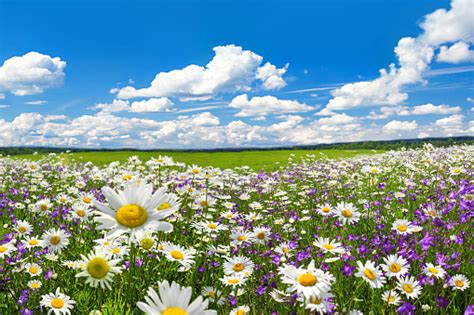 Spring Landscape With Flowering Flowers On Meadow Stock Photo