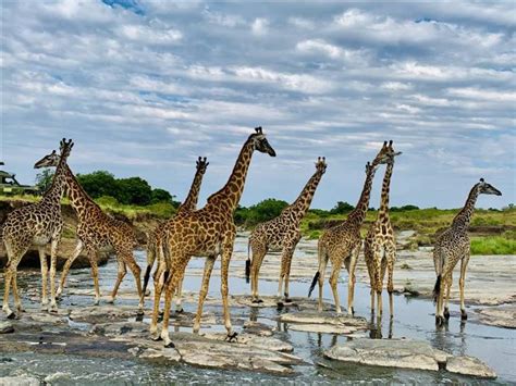 Giraffes Maasai Mara Kenya Things To See Africa Kali Travel