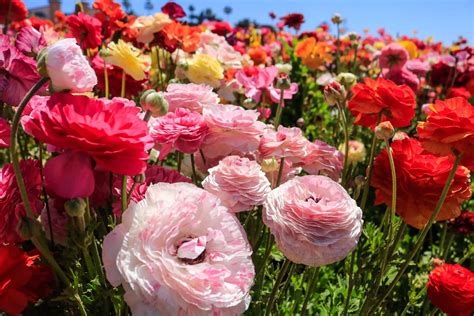 The Flower Fields In Carlsbad The Ultimate Guide Traveling Ness