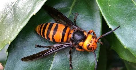 Asian Giant Hornets Continue To Be An Ongoing Problem In Bc News