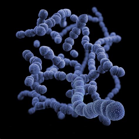 History And Biology Of Streptococcus Pneumoniae Maidenlab