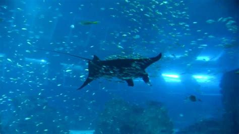 Manta Ray At The Sea Aquarium Singapore Youtube