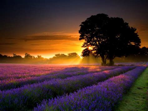 Amazing  Lavender Field Sunset