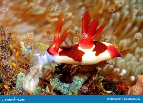 Nudibranch Eating Ascidian Stock Photo Image Of Feeding 216387234