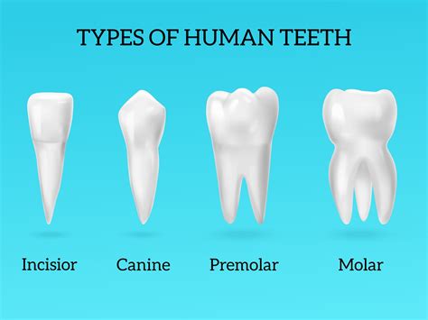 Teeth Names Shape And Function Of Four Types Of Teeth