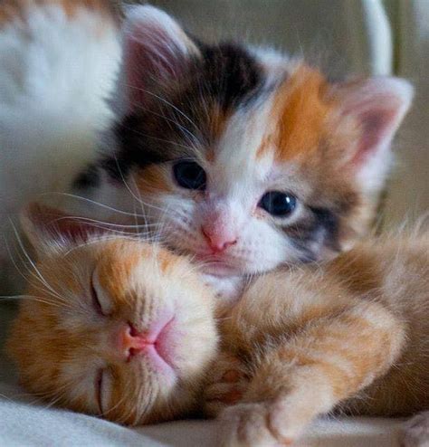 Gatticuccioli Kittens Cutest Cute Cats And Kittens Kittens And