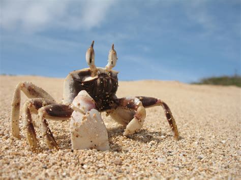 Crab Wallpapers Pictures Images