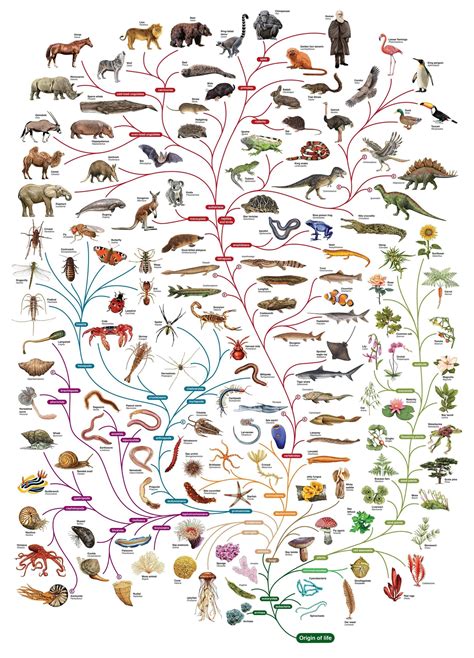 Awesome 11mb Tree Of Life Poster Phylogenetic Tree Darwin Tree Of