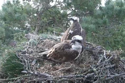 Third Osprey Egg Laid At The Loch Of The Lowes Nature Reserve Near Dunkeld Daily Record