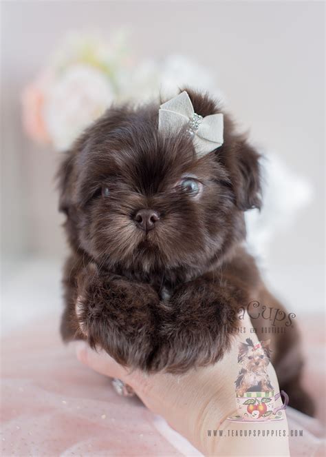 Adorable Little Shih Tzu Puppies for Sale | Teacup Puppies & Boutique