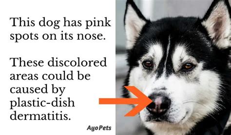 Are Plastic Dog Bowls Safe The Risks And Signs You Need To Know Ayo Pets