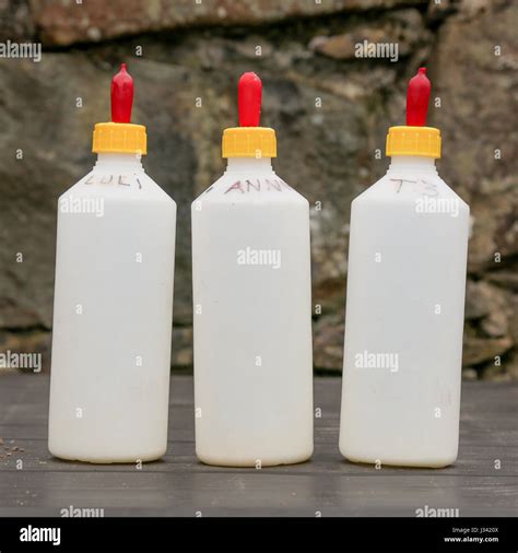 Milk Feeding Bottles For Baby Lambs Stock Photo Alamy