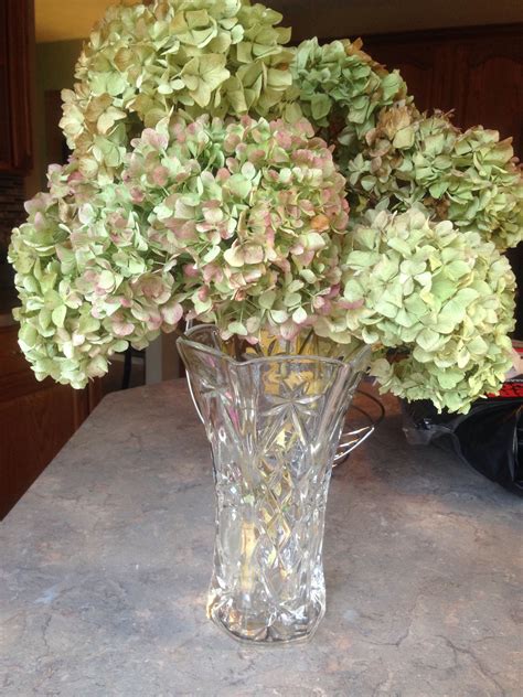 Fizz Skin Cut Hydrangea Flowers Drying How To Dry And Preserve