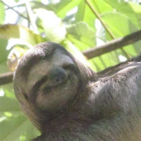 Sloths Are Awesome Because They Always Look Like They Are Flickr
