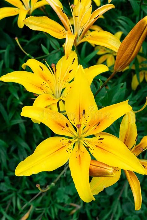 Yellow Lilies In The Garden Stock Image Image Of Elegance Bloom
