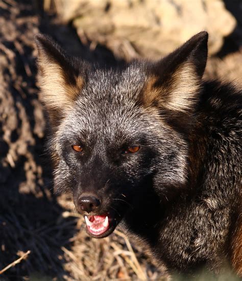 Rare Black Fox Portrait Flickr Photo Sharing