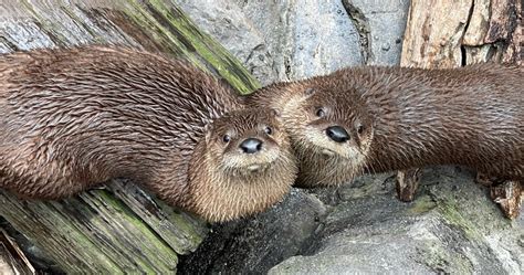 Introducing Our Two New Otters South Carolina Aquarium