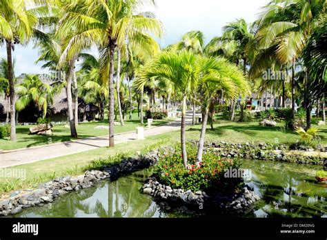 Palm Trees In A Resort In Varadero Cuba Stock Photo Alamy