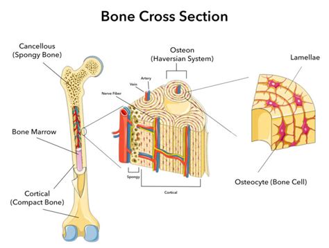 Bone Fracture Repair Anatomy Biogennix