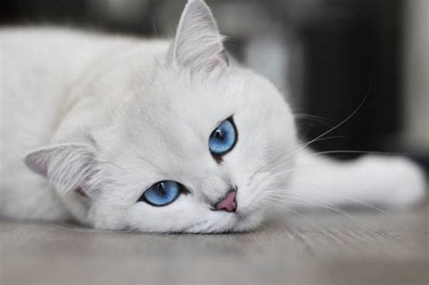 The Top 15 Most Beautiful Cats In The World﻿ Surprise