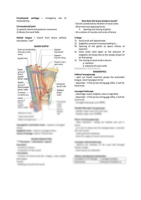 Solution Anatomy Larynx Notes Studypool