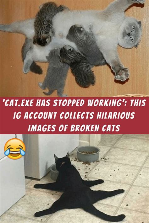 ‘catexe Has Stopped Working This Ig Account Collects Hilarious