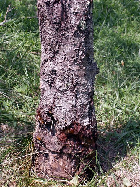What Is Causing This Bark Disease On My Peach Tree 415489 Ask Extension