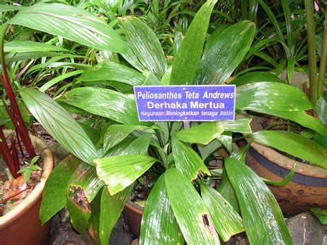 Secara ilmiah, bunga lawang dikenal dengan nama illicium verum. Pokok Herba Derhaka Mertua | Akif Imtiyaz