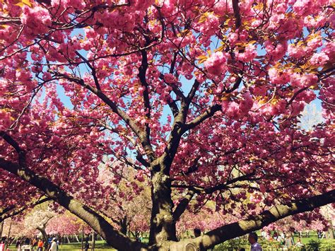 Brooklyn Botanic Garden Cherry Blossoms Botanical Gardens Cherry
