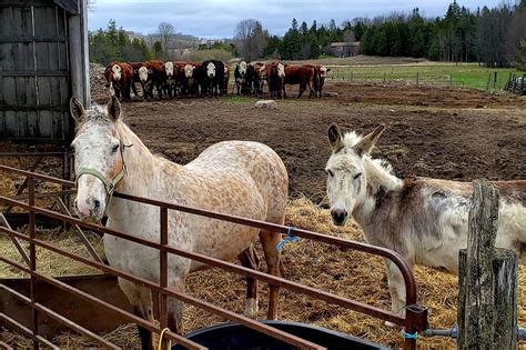 Above on google maps you will find all the places for request animal sanctuary near me. Ontario animal sanctuary donkey crashes Zoom meetings around the world