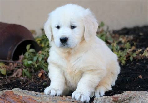 We know how exciting it is when it comes time to pick out your pristine english cream golden retriever puppy. Turbo | Golden Retriever - English Cream Puppy For Sale ...