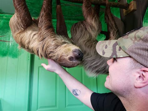 Got To Meet Sloths Today Sloths