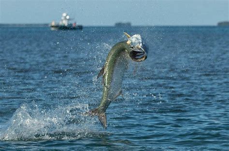 Key West Tarpon Fishing Welcome To The Addiction