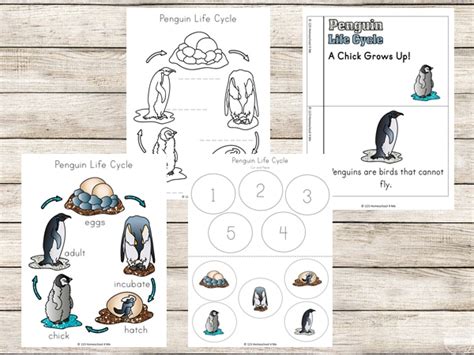 Free Penguin Life Cycle Pack