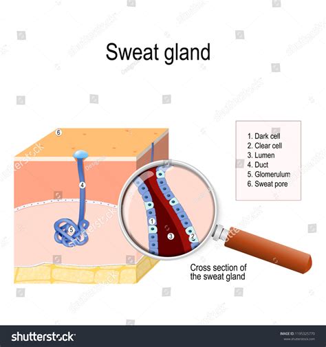 Sweat Gland Crosssection Human Skin Sweat Stock Vector Royalty Free