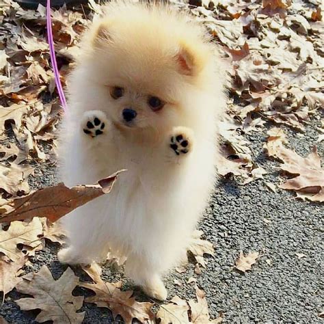 So Cute Pomeranian Cute Dogs Cute Animals Cute Puppies