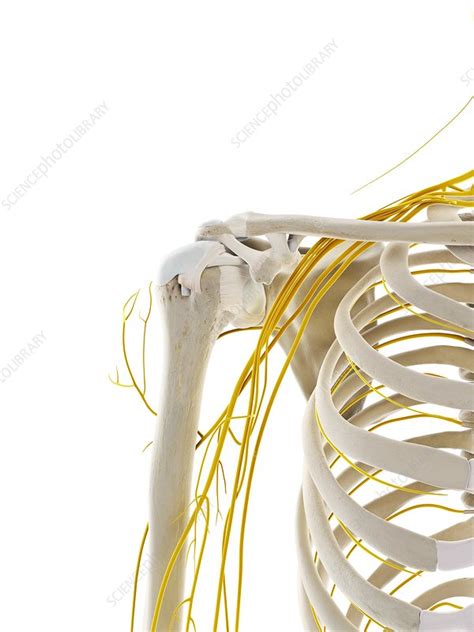 Nerves Of The Shoulder Illustration Stock Image F0297031