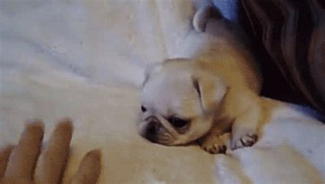 13 Puppies Who Fail At Being Tough Guys Barkpost