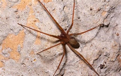 Learn More About Brown Recluse Spiders And How To Prevent Them Brown