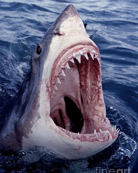 Albums 91 Pictures Picture Of Shark With Mouth Open Latest