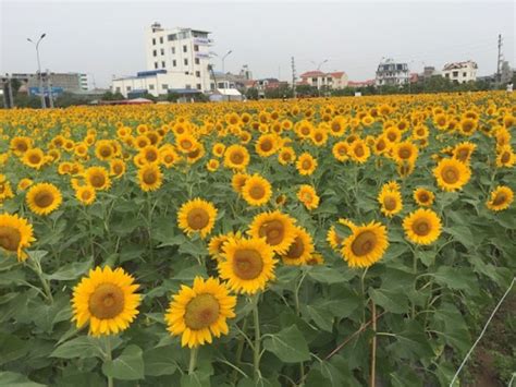 Vườn Hoa Hướng Dương Hải Dương Sunflower Garden Hai Duong P
