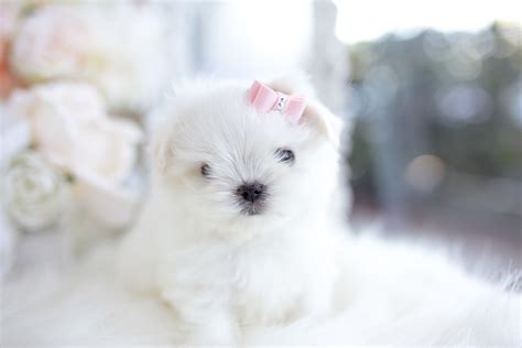 Teacup Maltese Puppies Teacup Puppies And Boutique
