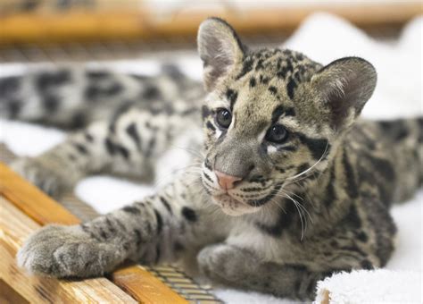 Baby Clouded Leopard New This Year To The San Diego Zoo